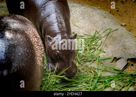 Un bébé hippopotame provoque une frénésie des fans en Thaïlande. Moo Deng - un nom qui se traduit à peu près par cochon gonflable est un hippopotame pygmée femelle de deux mois Banque D'Images