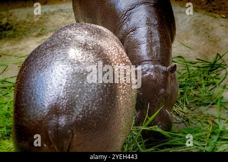 Un bébé hippopotame provoque une frénésie des fans en Thaïlande. Moo Deng - un nom qui se traduit à peu près par cochon gonflable est un hippopotame pygmée femelle de deux mois Banque D'Images