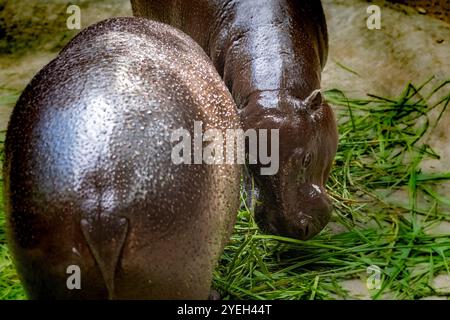 Un bébé hippopotame provoque une frénésie des fans en Thaïlande. Moo Deng - un nom qui se traduit à peu près par cochon gonflable est un hippopotame pygmée femelle de deux mois Banque D'Images