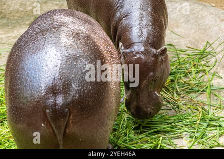 Un bébé hippopotame provoque une frénésie des fans en Thaïlande. Moo Deng - un nom qui se traduit à peu près par cochon gonflable est un hippopotame pygmée femelle de deux mois Banque D'Images