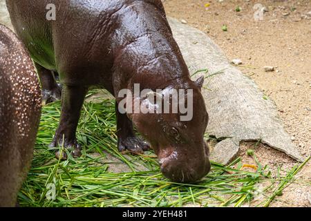 Un bébé hippopotame provoque une frénésie des fans en Thaïlande. Moo Deng - un nom qui se traduit à peu près par cochon gonflable est un hippopotame pygmée femelle de deux mois Banque D'Images