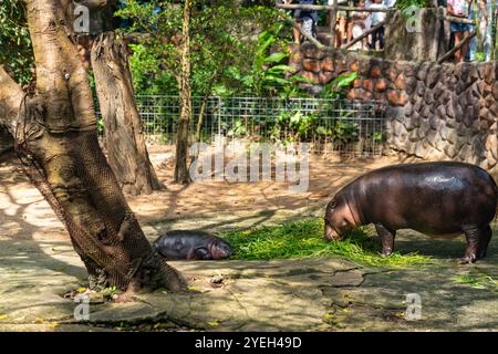 Un bébé hippopotame provoque une frénésie des fans en Thaïlande. Moo Deng - un nom qui se traduit à peu près par cochon gonflable est un hippopotame pygmée femelle de deux mois Banque D'Images