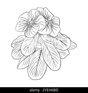 Arrangement floral de catharanthus avec des feuilles dessinées à la main dans le style croquis. Fleur de pervenche. Illustration vectorielle. Illustration de Vecteur