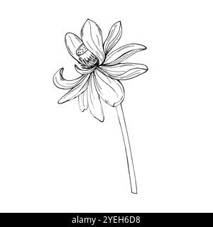 Une fleur de lotus tropical sur illustration vectorielle de tige peinte par des encres noires. Dessin de gravure de nénuphar en fleurs avec de grands pétales. Pour tatouage Illustration de Vecteur