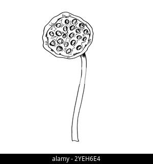 Lotus ou Water Lily Seed Head POD illustration vectorielle de plante aquatique tropicale peinte par des encres noires. Dessin de gravure de fleur exotique asiatique nationale. Illustration de Vecteur