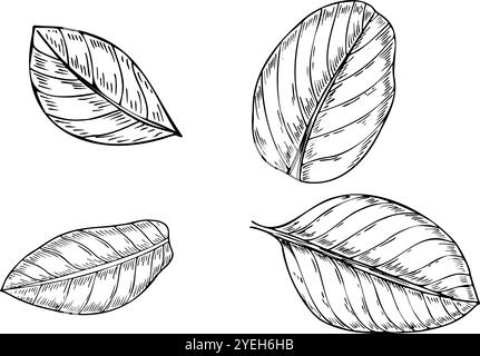 Feuilles tropicales dans des formes arrondies lisses vecteur illustration isolée clip art peint par des encres noires. Croquis graphique réaliste de feuillage différent. Illustration de Vecteur