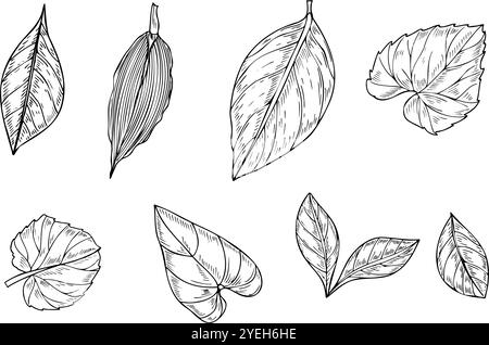 Feuilles tropicales clip art vecteur illustration isolée peinte par des encres noires. Alocasia, kiwano, agrumes, euphorbia, dracaena, feuillage hedera Illustration de Vecteur