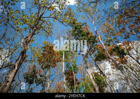 Feuilles d'acajou colorées, forêt de Swietenia macrophylla à Gunung Kidul, Yogyakarta, Indonésie. Banque D'Images