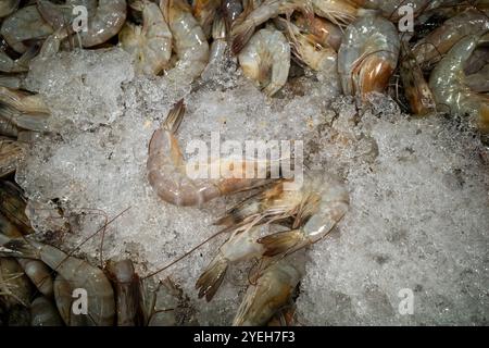 Udang, crevettes fraîches, Littopenaeus vannamei, sur la glace dans le supermarché de Yogyakarta, Indonésie. Banque D'Images