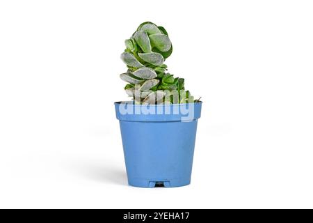 Petite plante succulente 'Crassula jade Tower' en pot sur fond blanc Banque D'Images