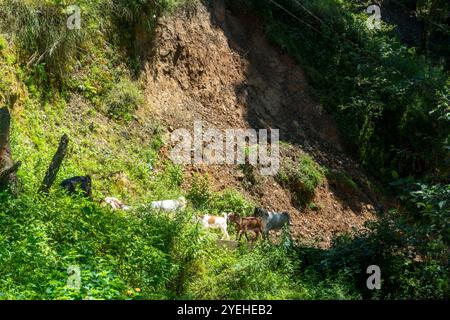 Randonnée dans le parc national Shivapuri de Katmandou Népal paysages de flore naturelle de Tarebhir avec chèvres et troupeau dans lointain Banque D'Images