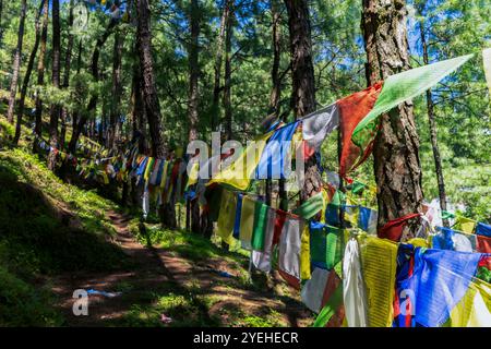 Randonnée dans le parc national Shivapuri de Katmandou Népal paysages de flore naturelle de Tarebhir avec chèvres et troupeau dans lointain Banque D'Images