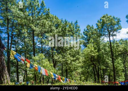 Randonnée dans le parc national Shivapuri de Katmandou Népal paysages de flore naturelle de Tarebhir avec chèvres et troupeau dans lointain Banque D'Images