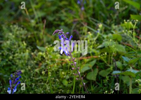 Randonnée dans le parc national Shivapuri de Katmandou Népal paysages de flore naturelle de Tarebhir avec chèvres et troupeau dans lointain Banque D'Images