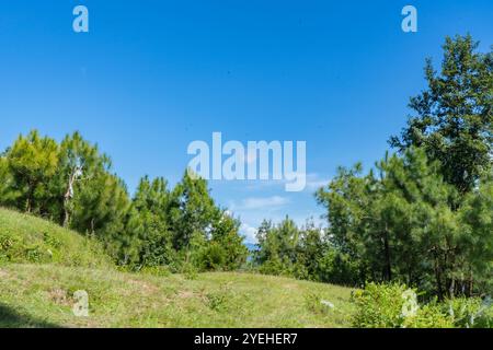 Randonnée dans le parc national Shivapuri de Katmandou Népal paysages de flore naturelle de Tarebhir avec chèvres et troupeau dans lointain Banque D'Images