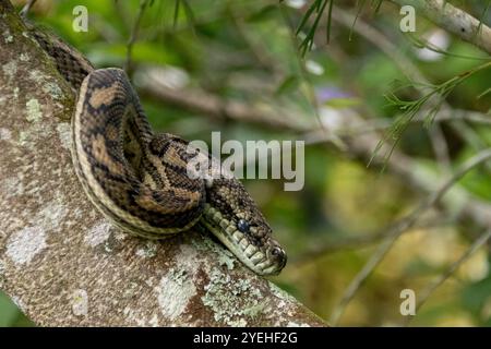 Tapis australien serpent Python, Morelia spilota, enroulé autour d'une branche d'arbre. Gros plan d'un constricteur non toxique au repos dans le jardin du Queensland. Banque D'Images