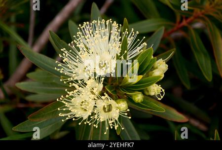 Grappe de fleurs blanches crémeuses moelleuses et bourgeons de Little Penda, Xanthosteom verticillatus. Arbuste de la forêt tropicale australienne dans le jardin du Queensland au printemps. Banque D'Images