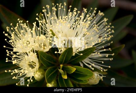 Grappe de fleurs blanches crémeuses moelleuses de Little Penda, Xanthosteom verticillatus. Arbuste de la forêt tropicale australienne dans le jardin du Queensland au printemps. Banque D'Images