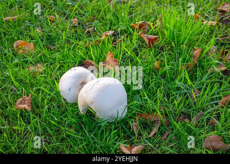 Champignons blancs (Bovista) sur une pelouse Banque D'Images