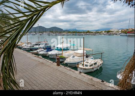 Port Alcudia, Majorque avec de petits bateaux de pêche et des navires ancrés au port, feuille de palmier en face, majorque espagne Banque D'Images