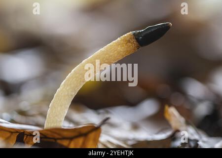 Dogbane (Mutinus caninus), Emsland, basse-Saxe, Allemagne, Europe Banque D'Images