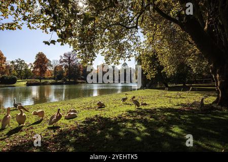 Pélicans (Pelecanidae, Pelecanus) sur une prairie devant un lac, arbres aux couleurs d'automne, contre-jour, Zoologischer Stadtgarten, Karlsruhe, Baden-Wuert Banque D'Images