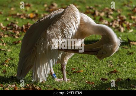 Pelican (Pelecanidae, Pelecanus), se préparant, dans un pré, captif, Allemagne, Europe Banque D'Images