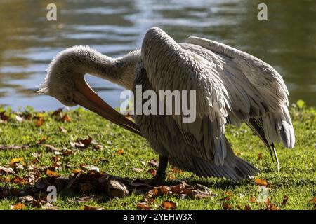 Pelican (Pelecanidae, Pelecanus), se préparant, dans un pré, captif, Allemagne, Europe Banque D'Images