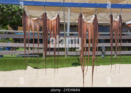 Poulpe fraîche suspendue à sécher sur une plage ensoleillée, peinture grecque traditionnelle, Sarti, Sithonia, Halkidiki, Macédoine centrale, Grèce, Europe Banque D'Images