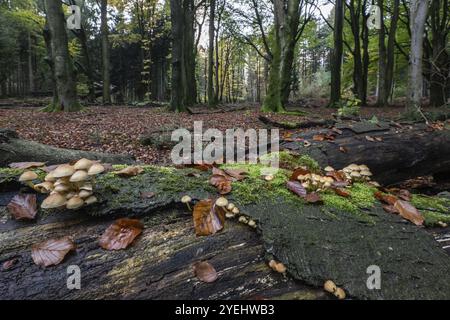 Tuft de soufre (Hypholoma fasciculare), Emsland, Basse-Saxe, Allemagne, Europe Banque D'Images