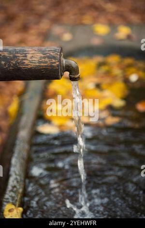 Eau potable fraîche qui coule du robinet en métal d'une fontaine en bois vintage dans une forêt en Europe. Gros plan, couleurs d'automne, pas de personne Banque D'Images