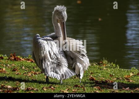 Pelican (Pelecanidae, Pelecanus), se préparant, dans un pré, captif, Allemagne, Europe Banque D'Images