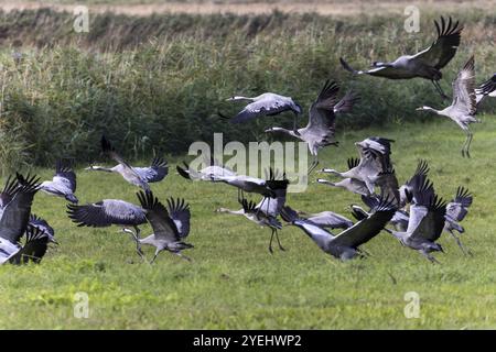 Un groupe de grues vole dans les airs à partir d'un pré dans leur environnement naturel, grue (Grus grus) faune, parc national de la lagune de Poméranie occidentale, Z Banque D'Images