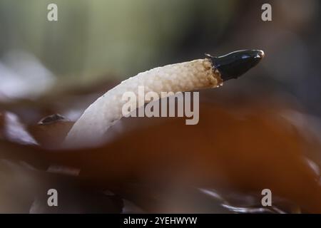 Dogbane (Mutinus caninus), Emsland, basse-Saxe, Allemagne, Europe Banque D'Images