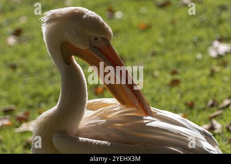 Pelican (Pelecanidae, Pelecanus), se préparant, dans un pré, captif, Allemagne, Europe Banque D'Images