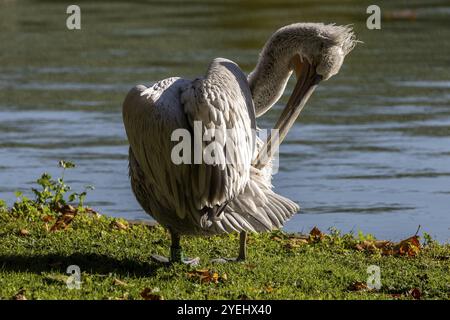 Pelican (Pelecanidae, Pelecanus), se préparant, dans un pré, captif, Allemagne, Europe Banque D'Images