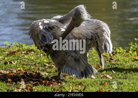 Pelican (Pelecanidae, Pelecanus), se préparant, dans un pré, captif, Allemagne, Europe Banque D'Images