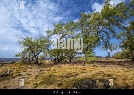 Pins (Pinus) pliés par le vent, côte sud, Océan Indien, île Maurice, Afrique Banque D'Images