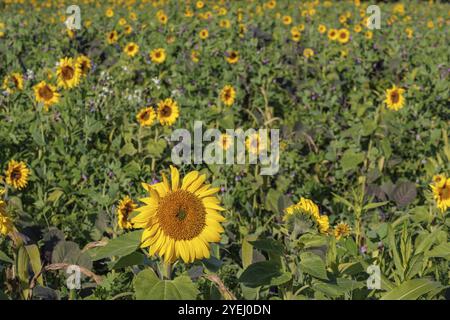 Un champ plein de tournesols en fleurs dans des tons vifs de jaune et de vert, borken, muensterland, allemagne Banque D'Images