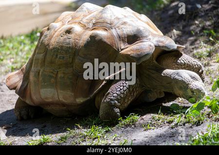 Une tortue géante se déplaçant lentement à travers une zone herbeuse, sa grande coquille présentant des motifs complexes, tandis qu'elle atteint quelques feuilles vertes. Banque D'Images