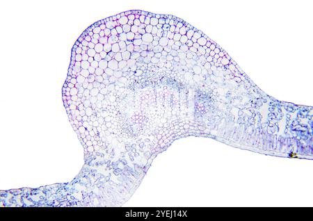 Microscopie photographie. Feuille de Ligustrum lucidum. Coupe transversale Banque D'Images