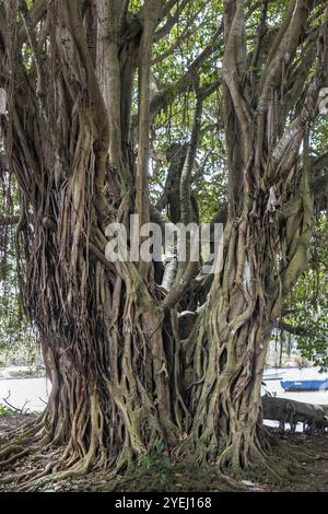 Arbre Banyan, figue Banyan (Ficus benghalensis) Mahébourg, Océan Indien, île Maurice, Afrique Banque D'Images