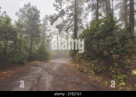 Belle forêt brumeuse à Arenas Negras, Tenerife, îles Canaries, Espagne, Europe Banque D'Images