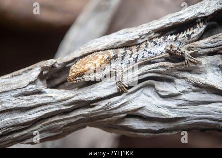 Cette photo capture un lézard reposant sur un morceau de bois flotté, soulignant ses écailles texturées et se fondant dans le motif naturel du bois. Banque D'Images