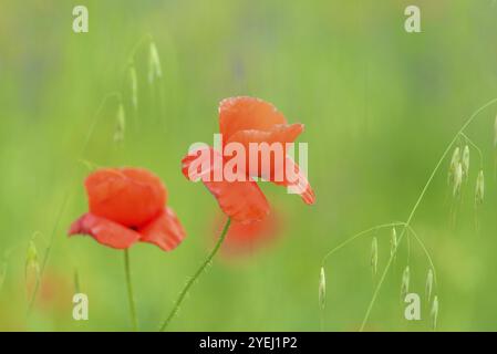 Gros plan dans le champ de coquelicots et le soleil. Concept de fond de nature printemps-été. Faible profondeur de champ. Mise au point sélective Banque D'Images