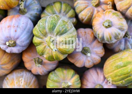 Mélange de courges de taille moyenne de couleur pastel 'Cucurbita moschata Autumn Frost F1' Banque D'Images