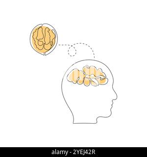 Noyer - nourriture saine pour un cerveau fort. Nutriment concept. Une seule ligne Illustration vectorielle dessinée à la main. Illustration de Vecteur