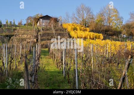Vignoble près de Stuttgart sous le soleil du soir en automne. Banque D'Images