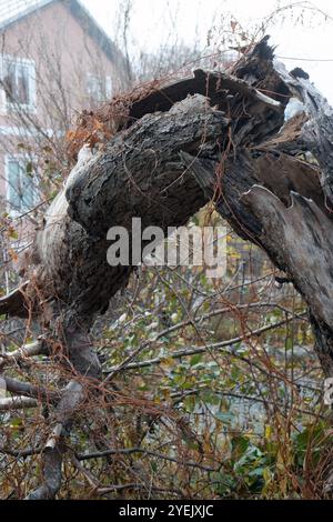 Arbre cassé dans le jardin de la villa Banque D'Images