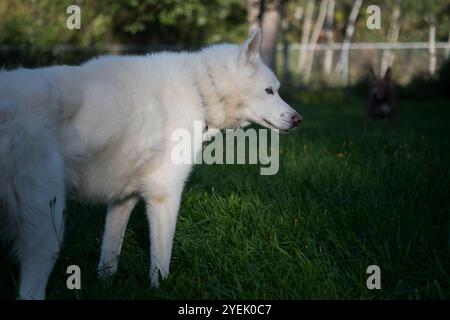 Husky sibérien blanc debout dans une cour d'herbe verte Banque D'Images